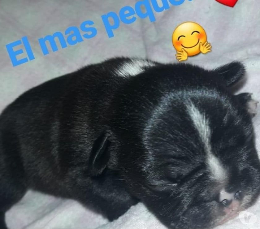 Bulldog Francés disponibles para RESERVAR