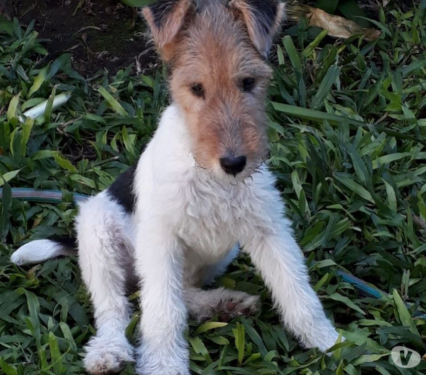 FOX TERRIER WIRE 6 MESES