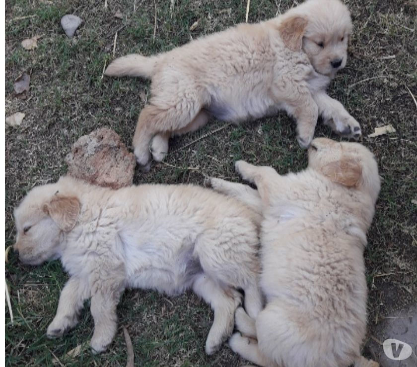 Cachorros golden retriever