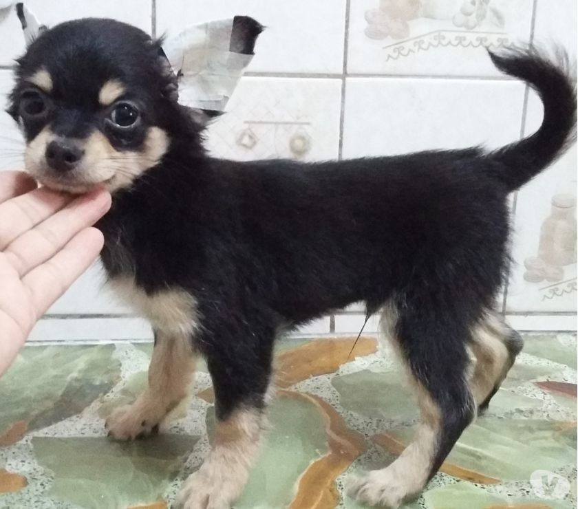 Hermoso Chihuahua mini machito pelo largo