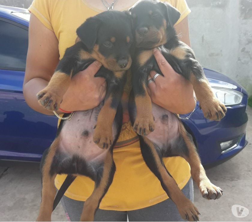 Rottweiler cachorros