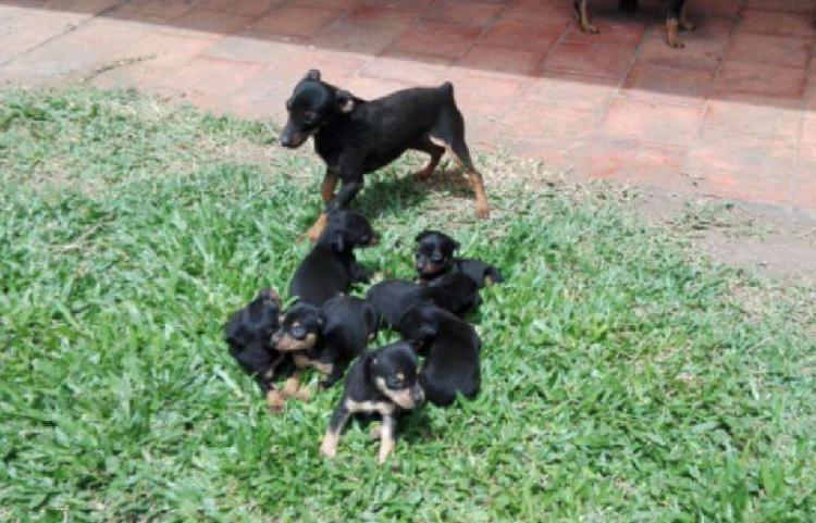 Pinscher