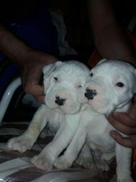 Cachorros Dogo Argentino Imperdible