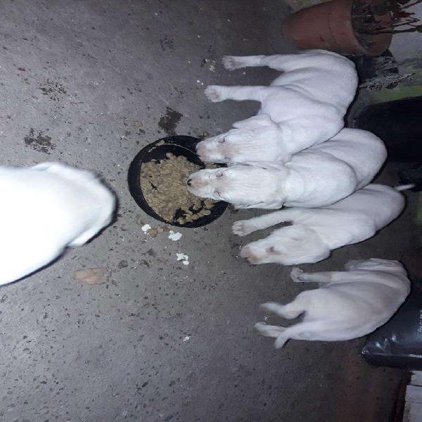 Cachorros Dogo Argentinos