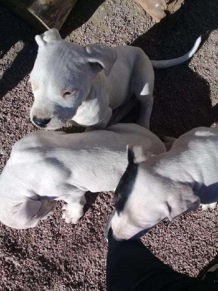 Dogos Argentino