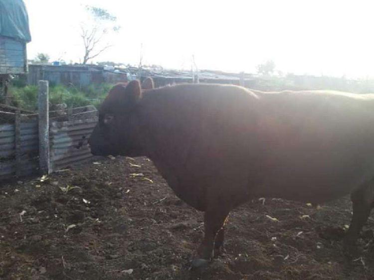 Vendo Lote de 11 Vacas