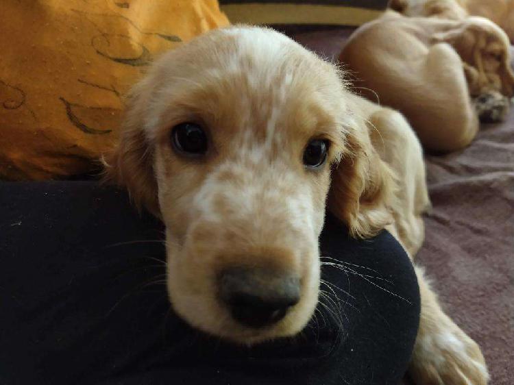 Cachorro Cocker Spaniel Inglés