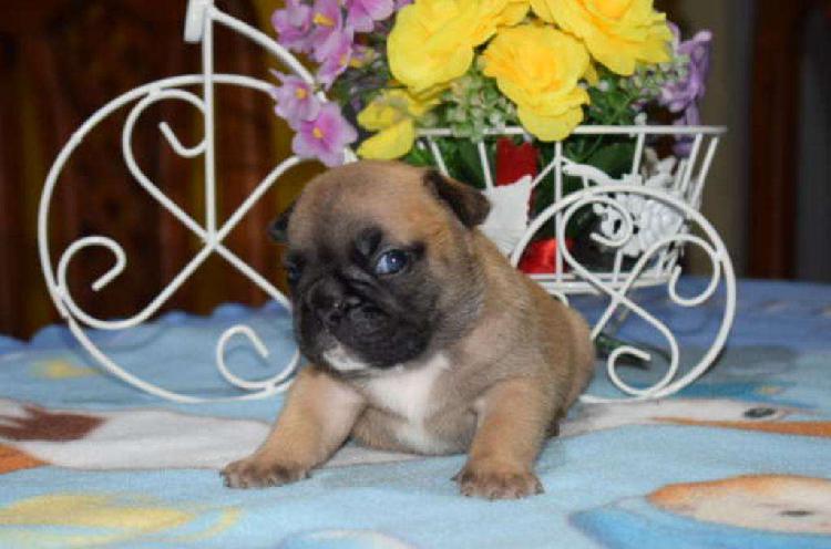 Bulldog Frances Hembritas