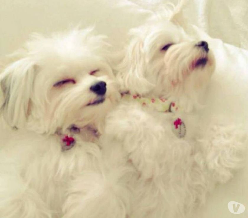 Preciosos cachorros malteses blancos.....