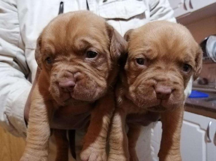 Cachorros Dogos de Burdeos