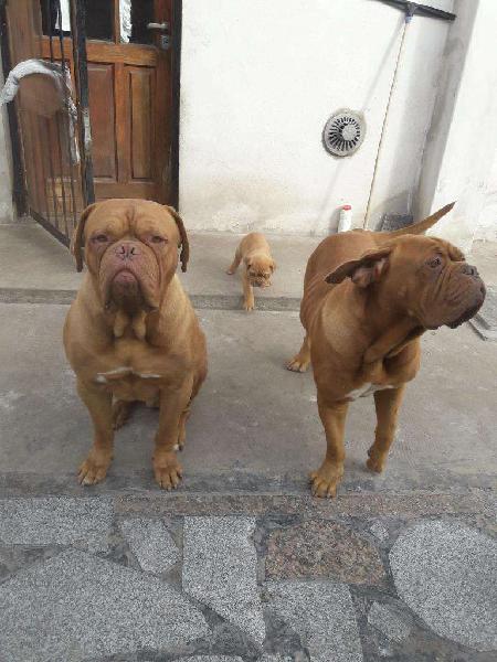 Perro Cachorro Dogo de Burdeo