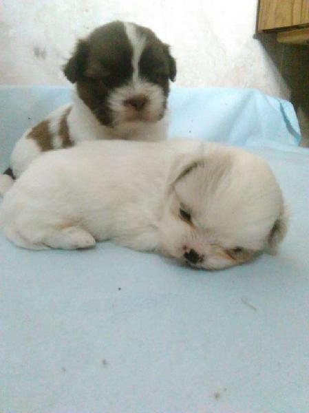 Vendo Cachorros Shih Tzu