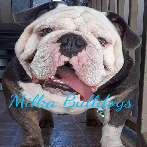 Bulldog Ingles Blue Tri Triple Carrier Busca Novia !!