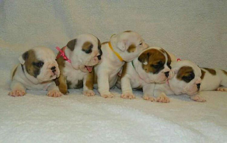 Bulldog Ingles Hembras