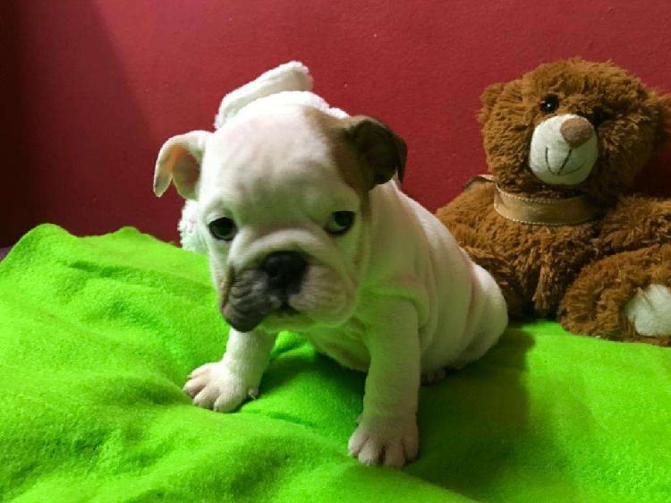 Cachorro Bulldog Ingles Fca. Lucy