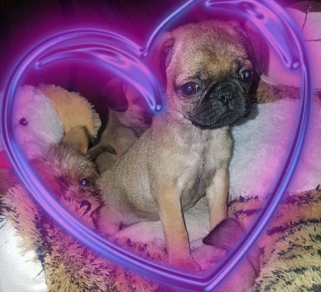 Hermosas Pug