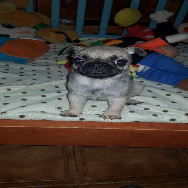 Pug Hembras con Papeles