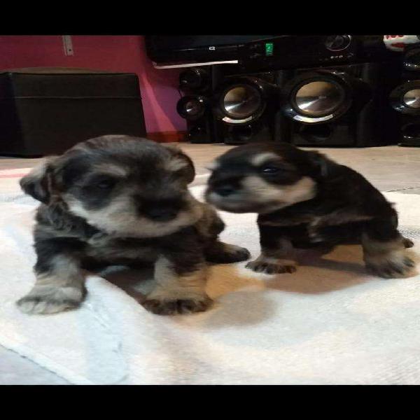 Schnauzer miniatura sal y pimienta