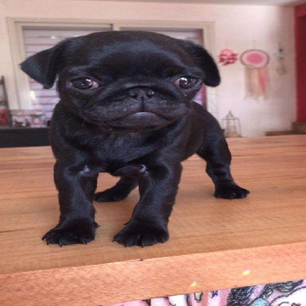 Ultima Pug Carlino Negra