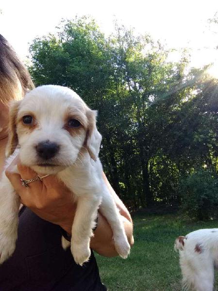 Vendo Bellos Cachorros Bretones