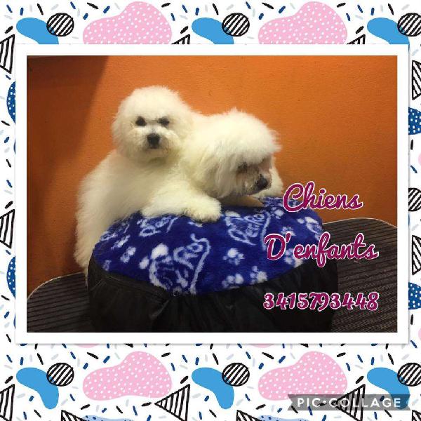 Bichon Frise con Pedigre Machitos