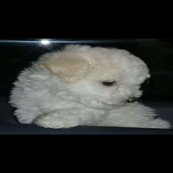 Cachorro Bichon Frise Hembra