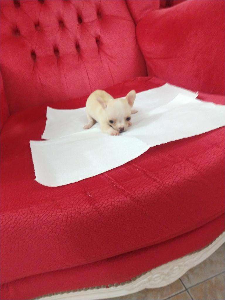 Chihuahua Mini de Bolsillo