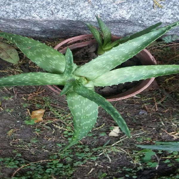 Aloe Vera Mediana N 3