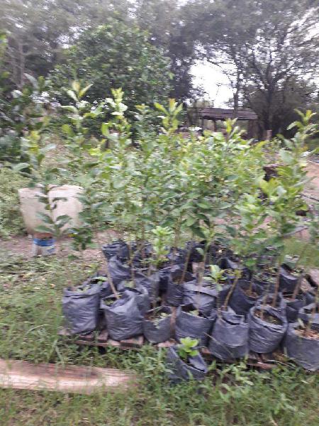 Plantas de Limon Y Mandarinas