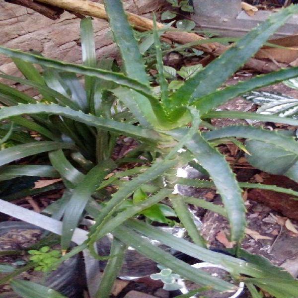 gp5600 Plantin De Aloe Arborescens