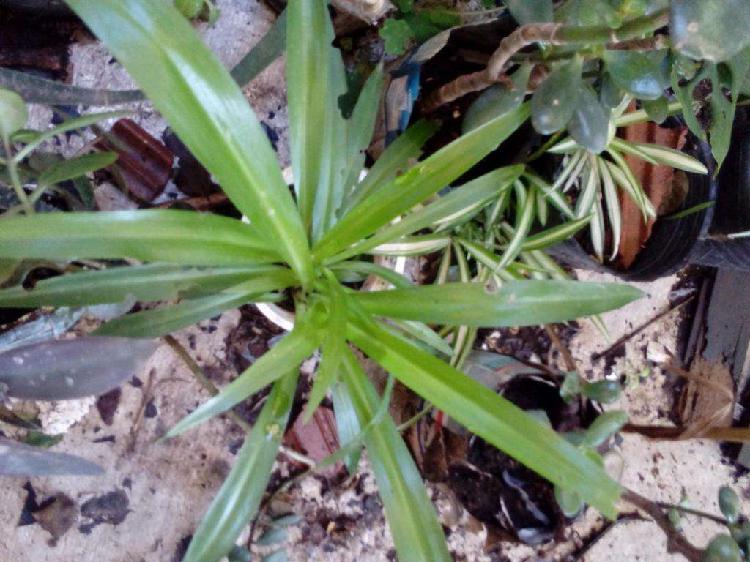 gp5600 plantin Lazo de amor Chlorophytum comosum