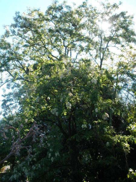 gp5600 plantin de Falsa acacia Robina pseudoacacia