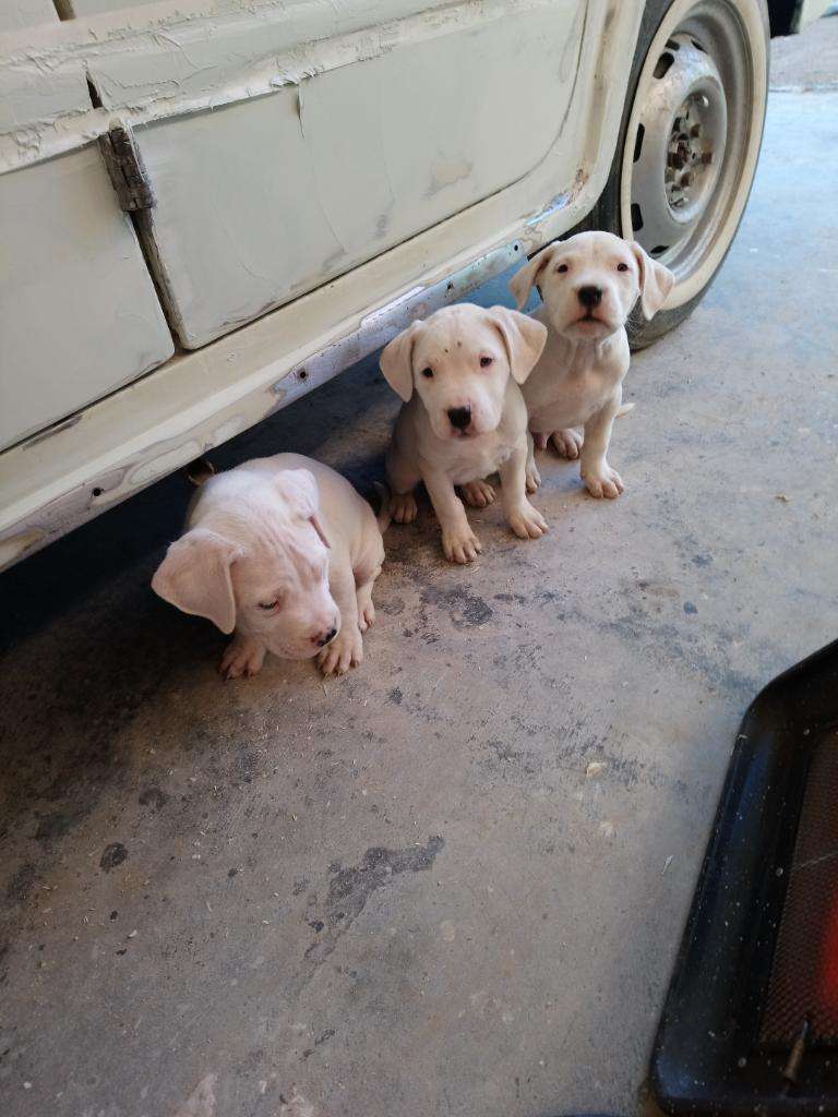 Cachorros Dogos Argentino