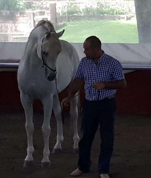 Arabes Mejor Sangre Del País