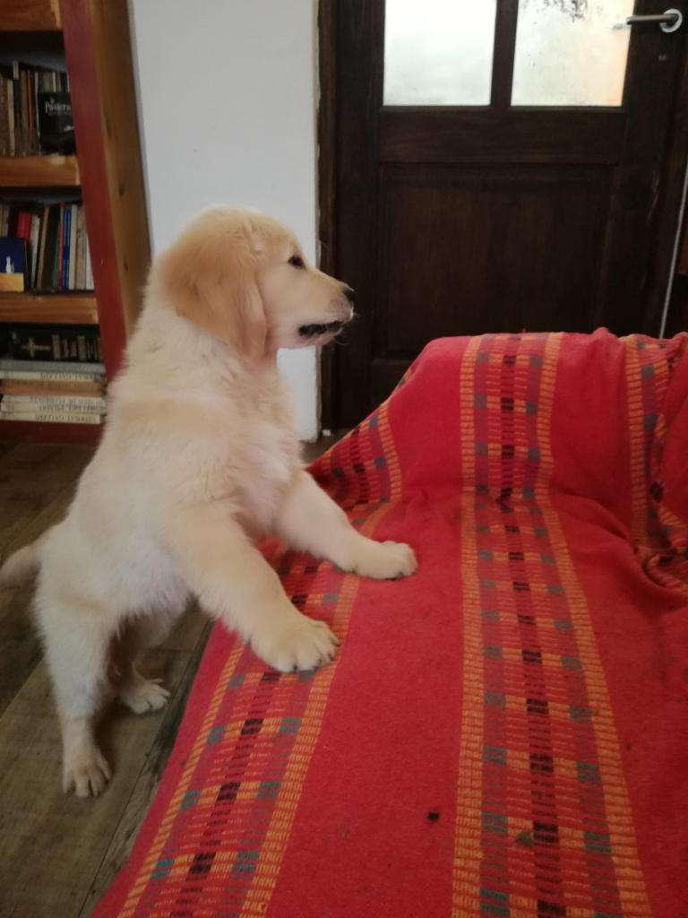 Golden Retriever cachorro macho. Especial