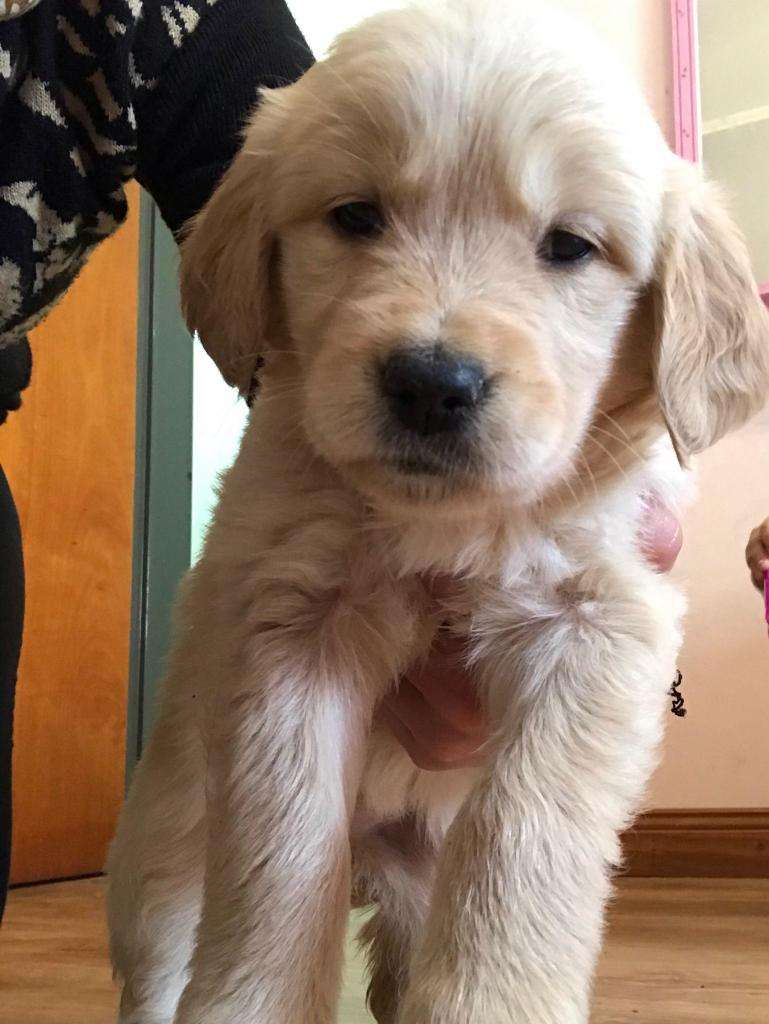 Golden Retriever Cachorro