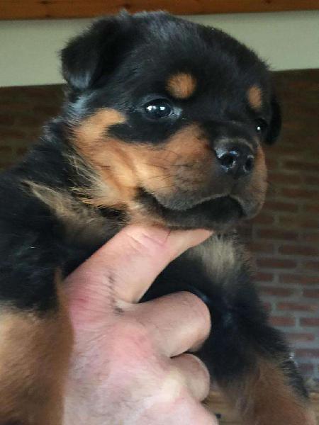 Cachorro Rottweiler Hembra