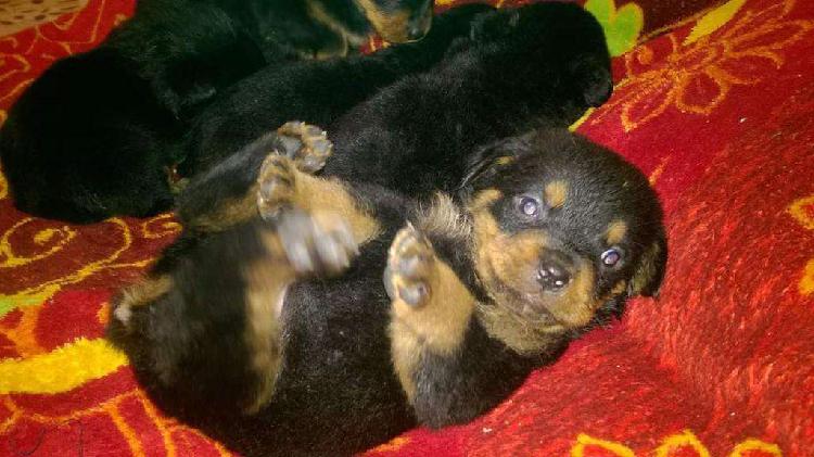 Cachorros Rottweiler