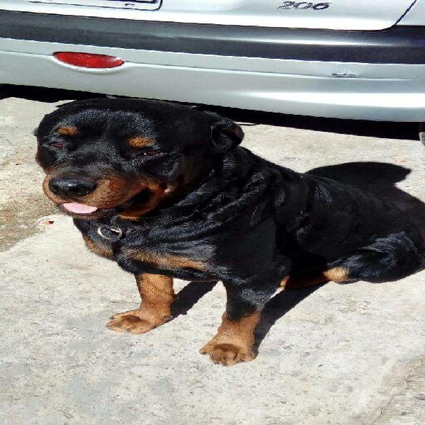 Rottweiler para Servicio!!!