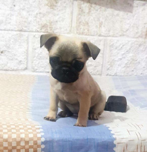 Bellísimas Pug Carlino