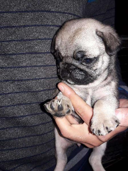 Vendo Hembra Y Macho Pug