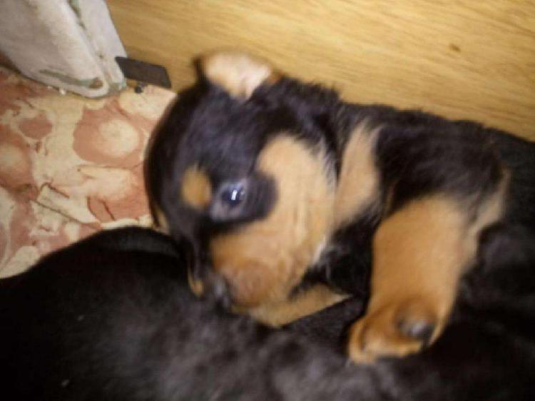 Cachorros rottweiler disponible