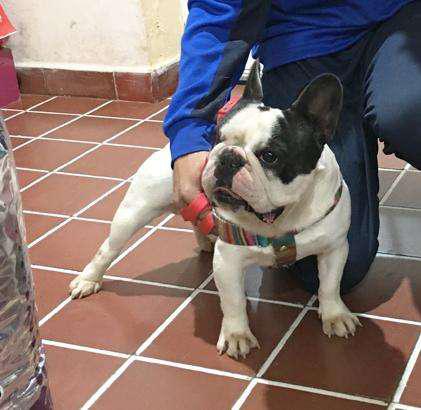 macho bulldog frances vaquita busca novia servicio stud