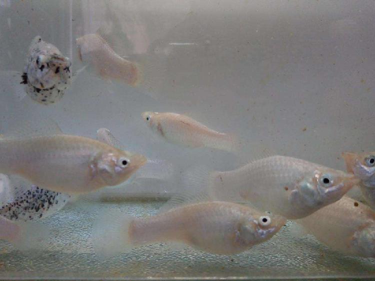 Peces Mollys Blanco Reproductor Adulto De 10cm