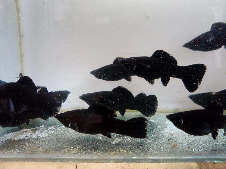 Peces Mollys Negro Reproductor Adulto De 10cm
