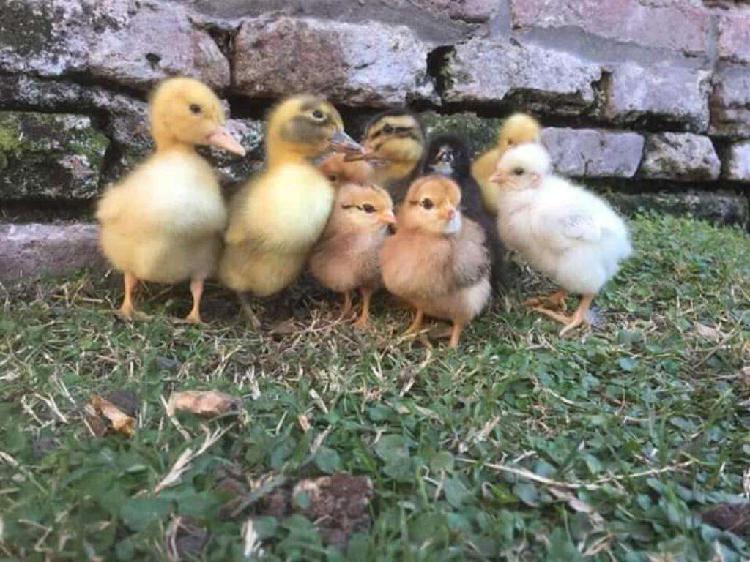 Pollitos Y Patitos