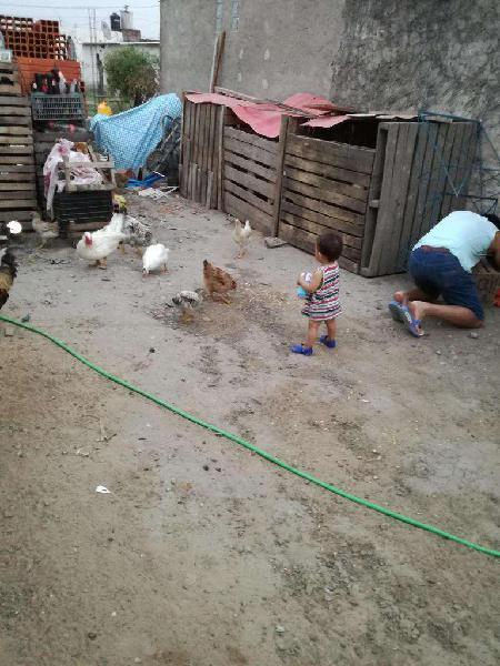 Vendo patos gallinas gansos