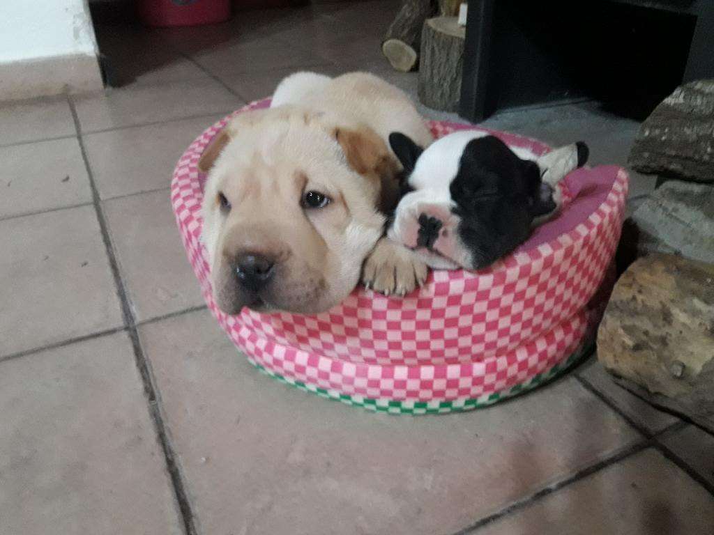 Cachorros Sharpei Y Bull Dog Frances