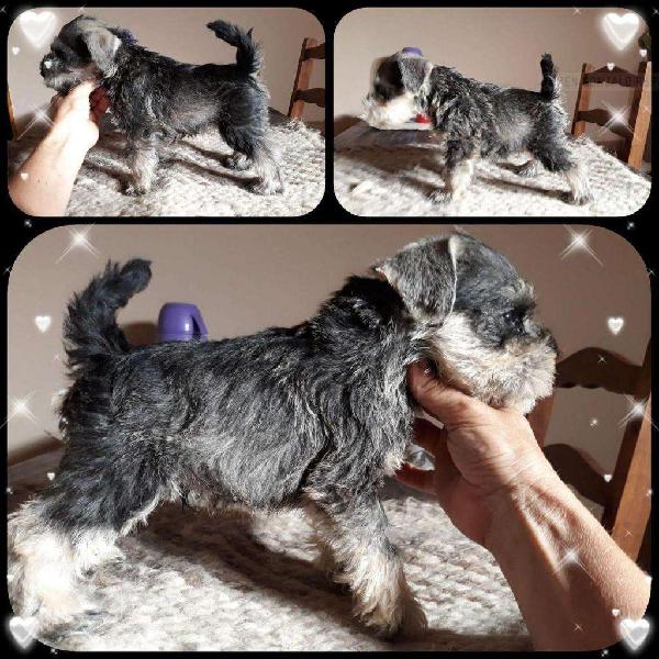 Schnauzer mini cachorros libres de MAC