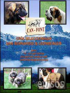 Excelentes cachorros de leonberger en Bella Vista